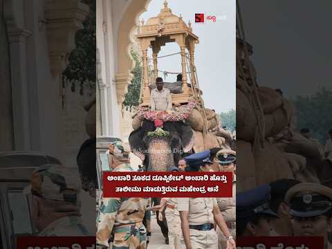 ಅಂಬಾರಿ ತೂಕದ ಡೂಪ್ಲಿಕೇಟ್ ಅಂಬಾರಿ ಹೊತ್ತು ತಾಲೀಮು ಮಾಡುತ್ತಿರುವ ಮಹೇಂದ್ರ ಆನೆ