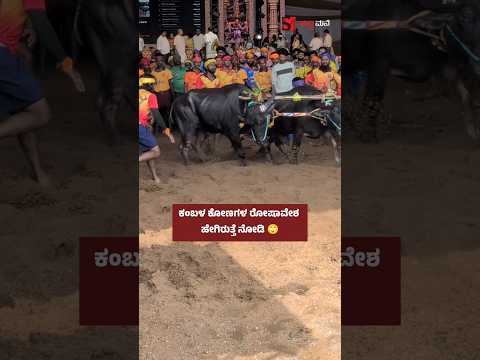 ಕಂಬಳ ಕೋಣಗಳ ರೋಷಾವೇಶ ಹೇಗಿರುತ್ತೆ ನೋಡಿ 🙄