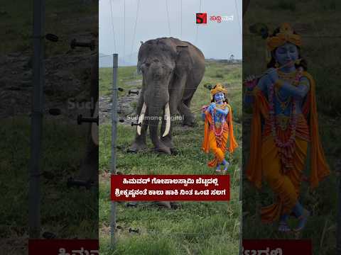 ಹಿಮವದ್ ಗೋಪಾಲಸ್ವಾಮಿ ಬೆಟ್ಟದಲ್ಲಿ ಶ್ರೀಕೃಷ್ಣನಂತೆ ಕಾಲು ಹಾಕಿ ನಿಂತ ಒಂಟಿ ಸಲಗ